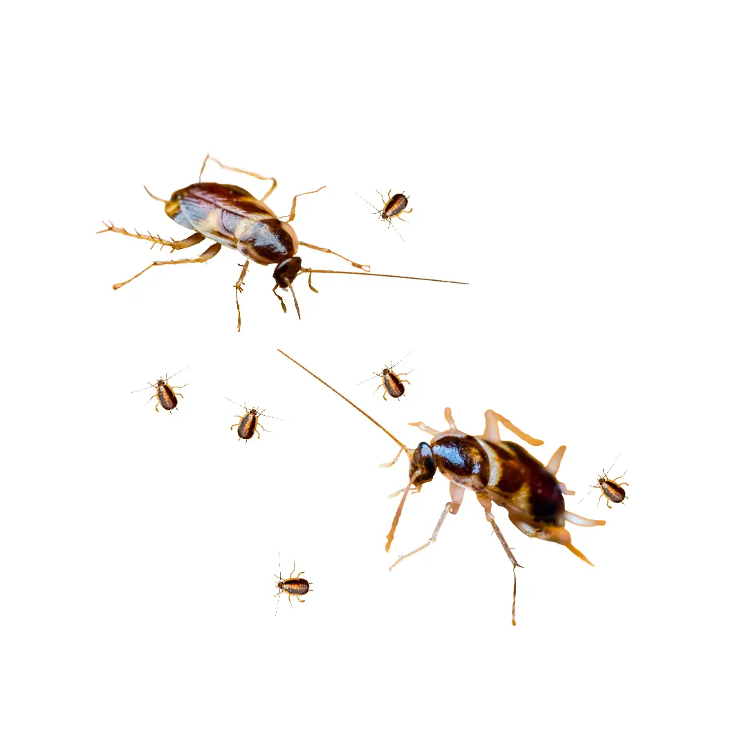 Brown Banded Cockroach