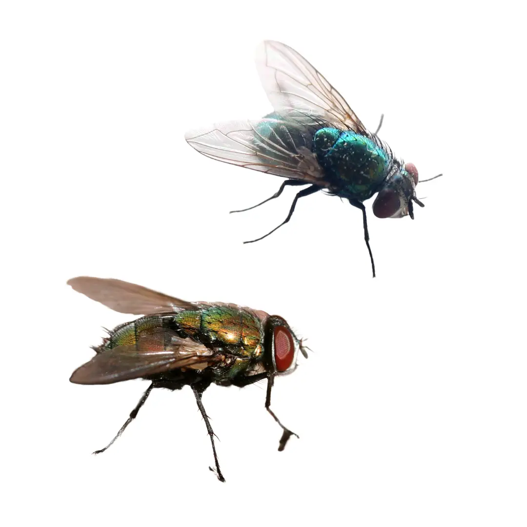 Bottle Flies