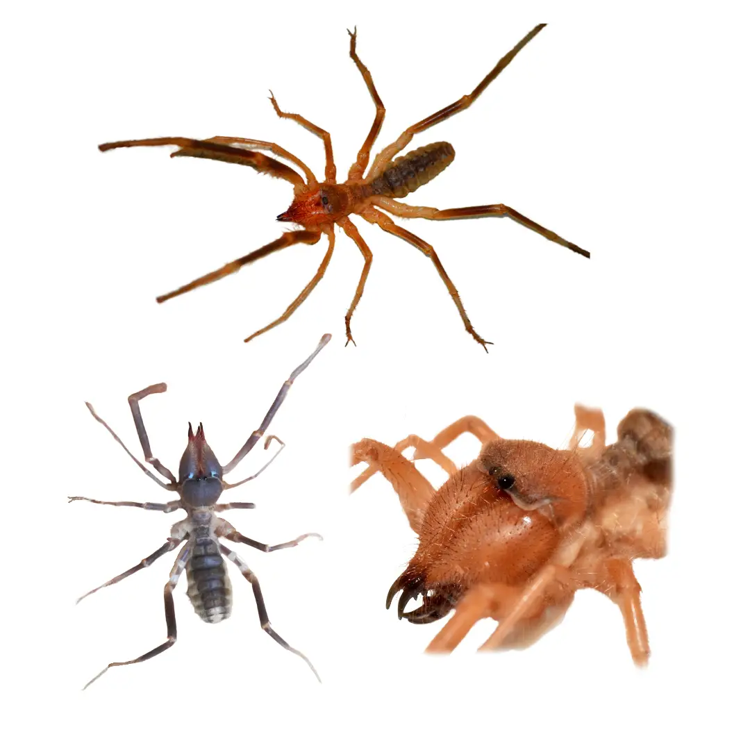 Wind Scorpion / Camel Cricket