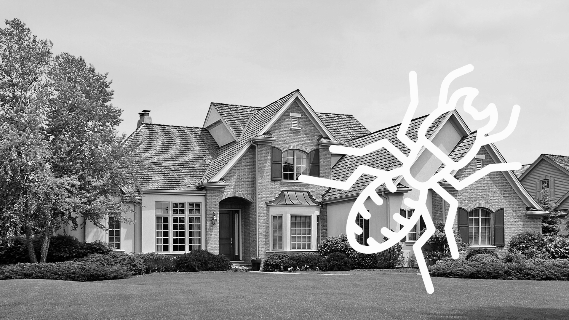 Termite Control