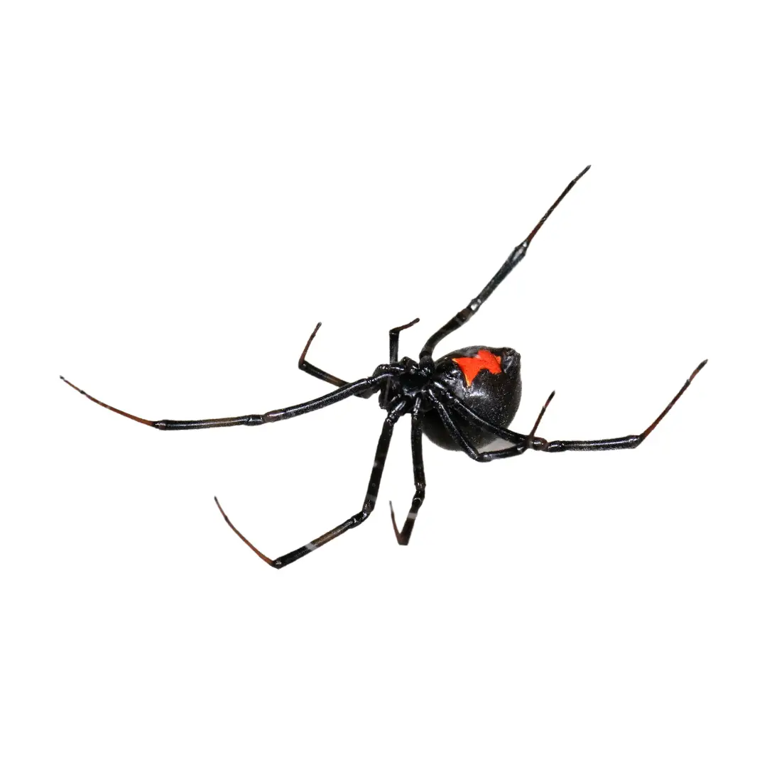 Black Widow Spider