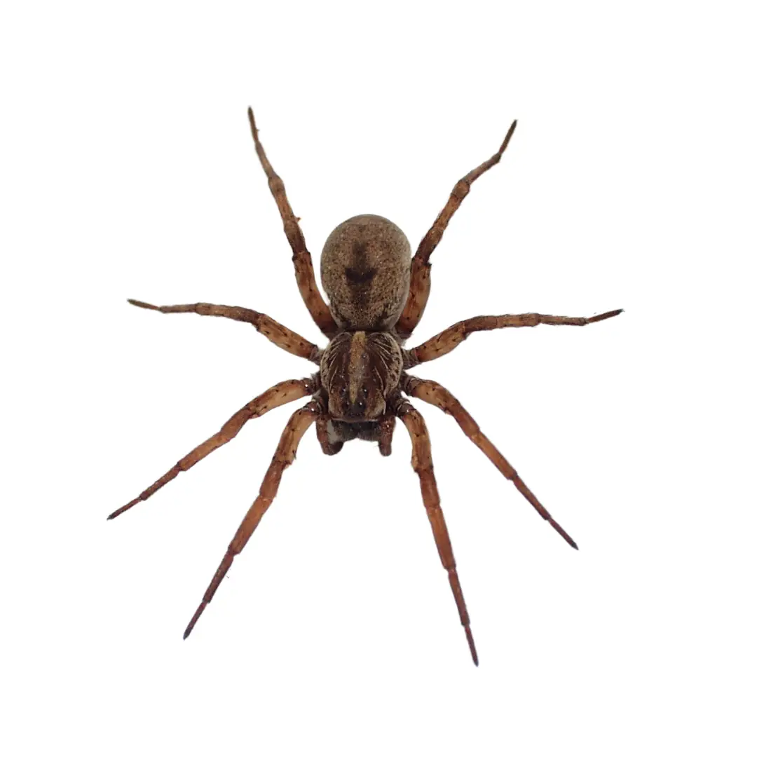Wolf Spider