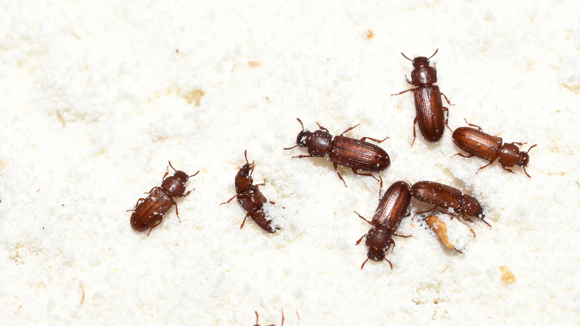 Pantry Pests?