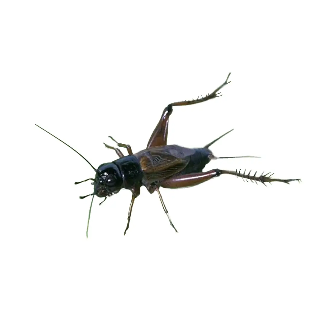Crickets