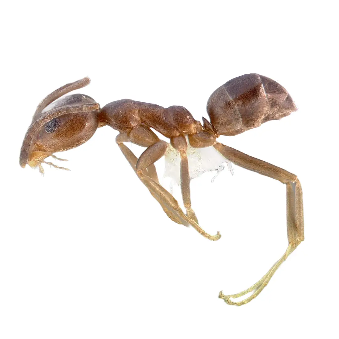 Argentine Ant