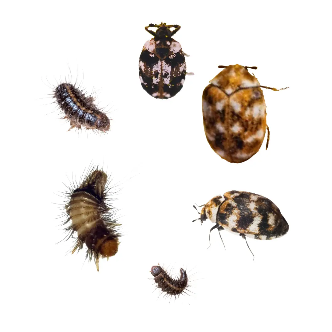 Carpet Beetles