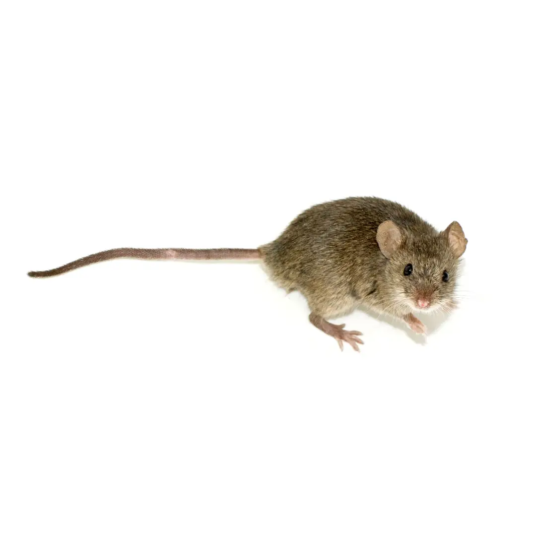House Mice