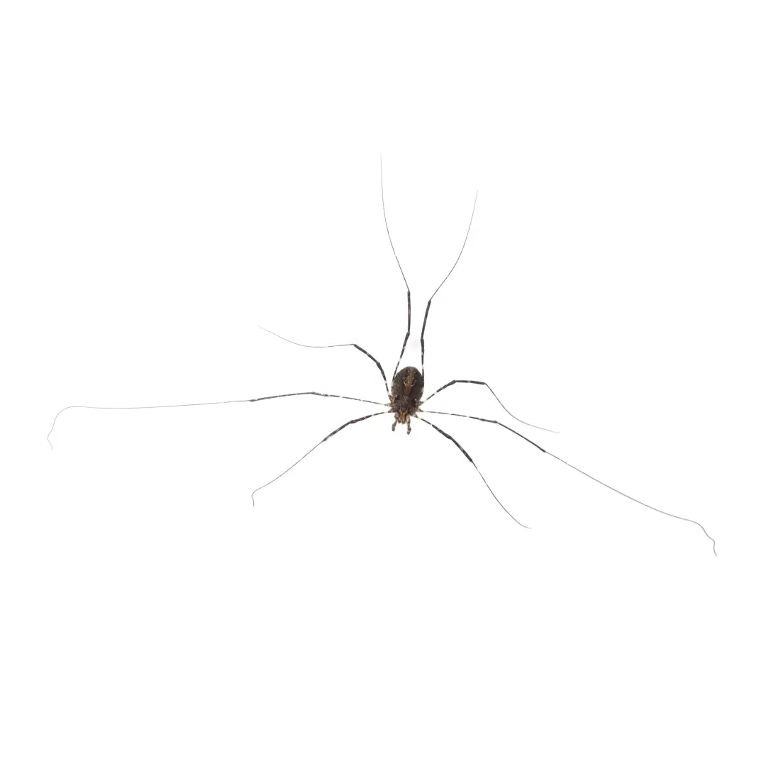 Harvestman Spider
