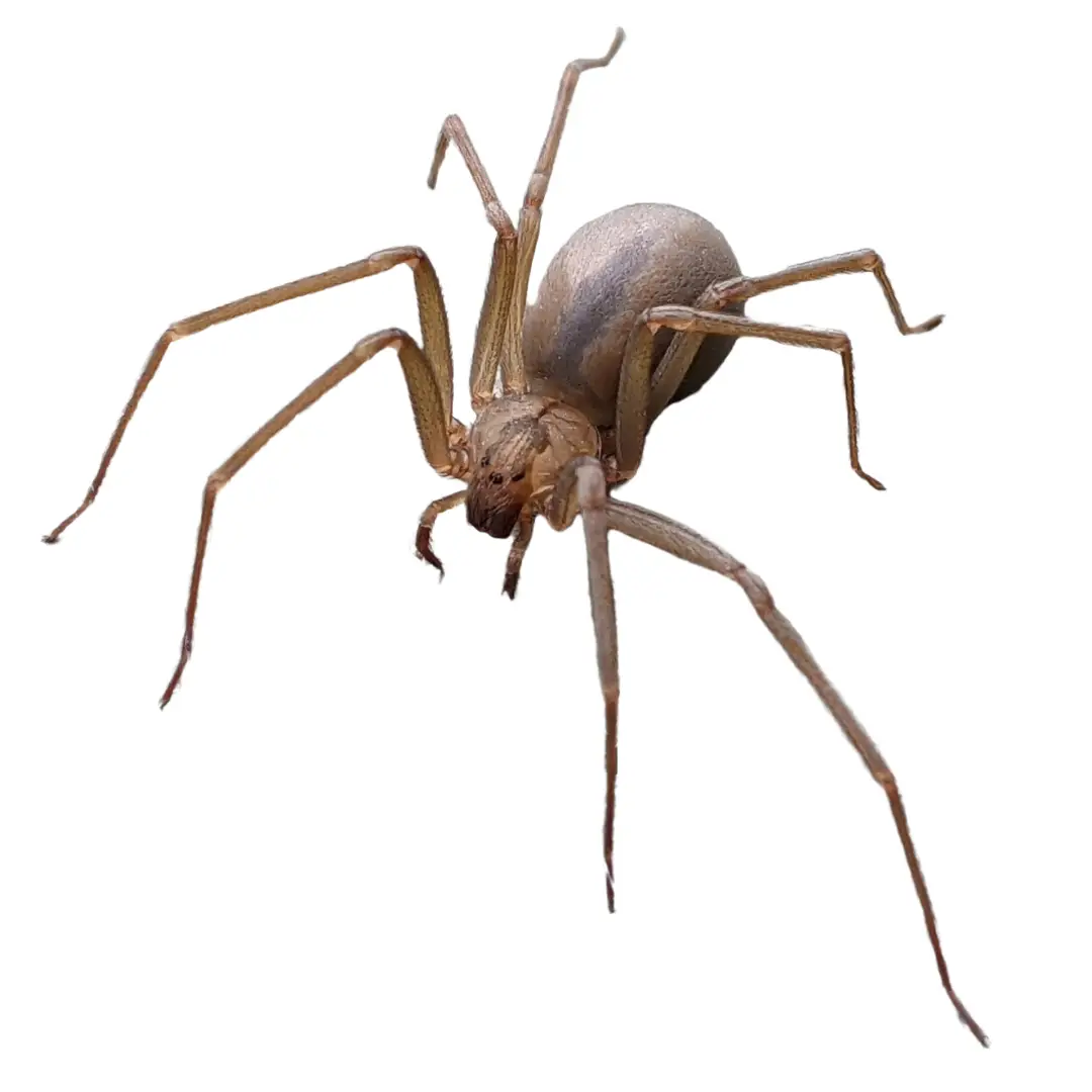 Brown Recluse Spider
