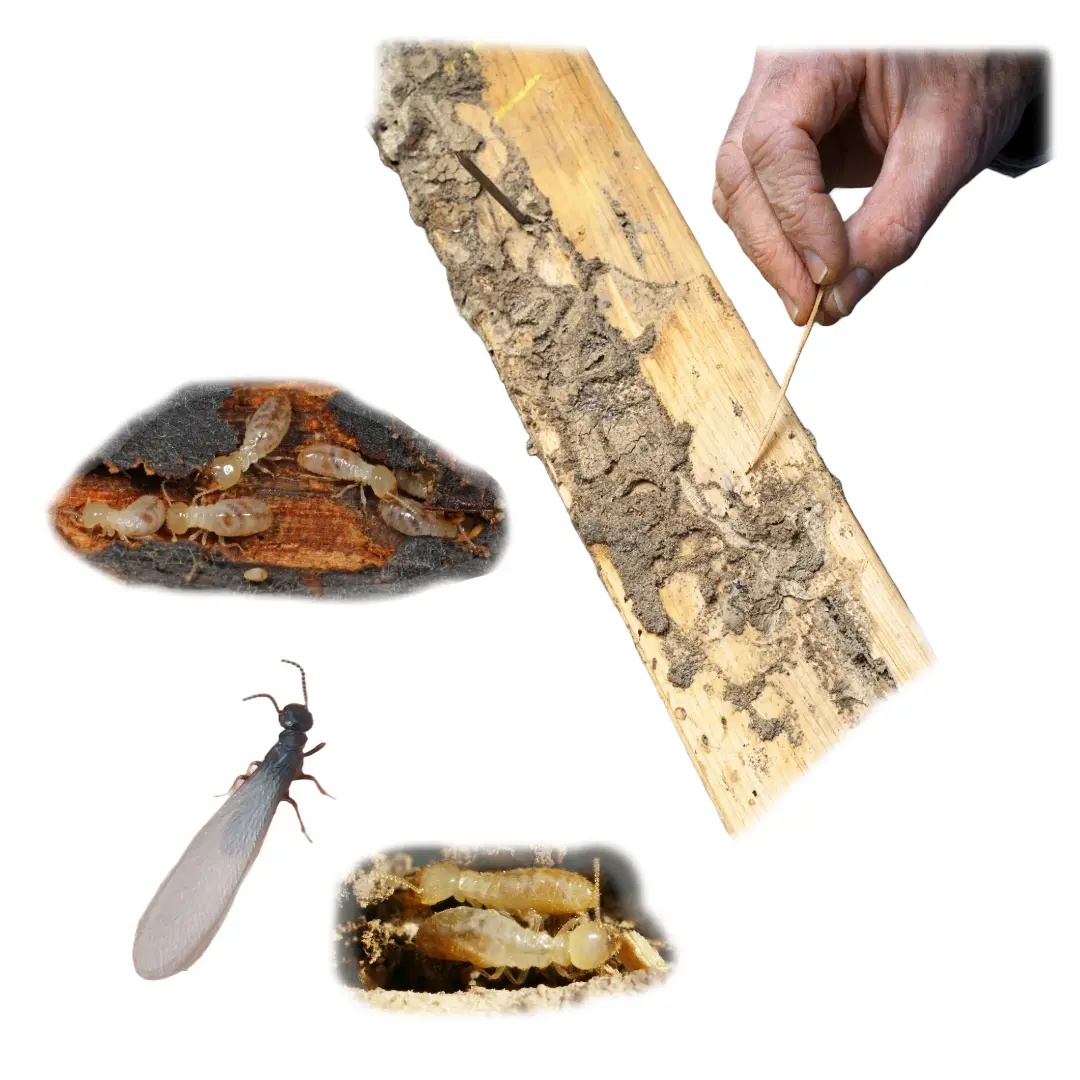 Subterranean Termite