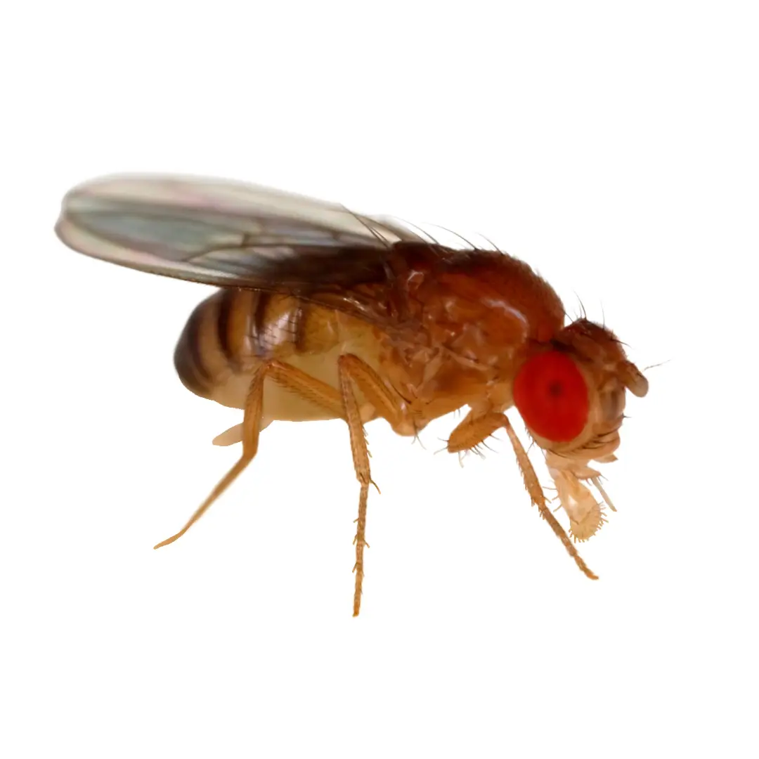 Fruit Flies