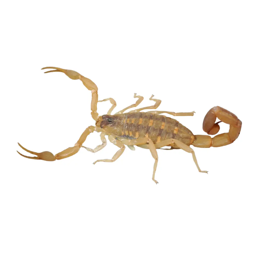 Scorpions