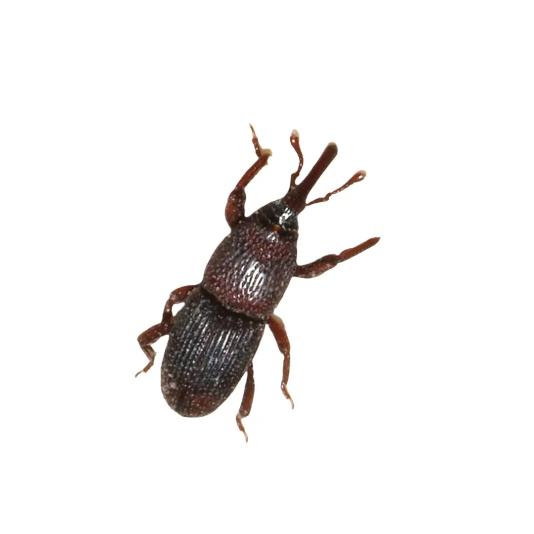 Sawtooth Grain Weevil