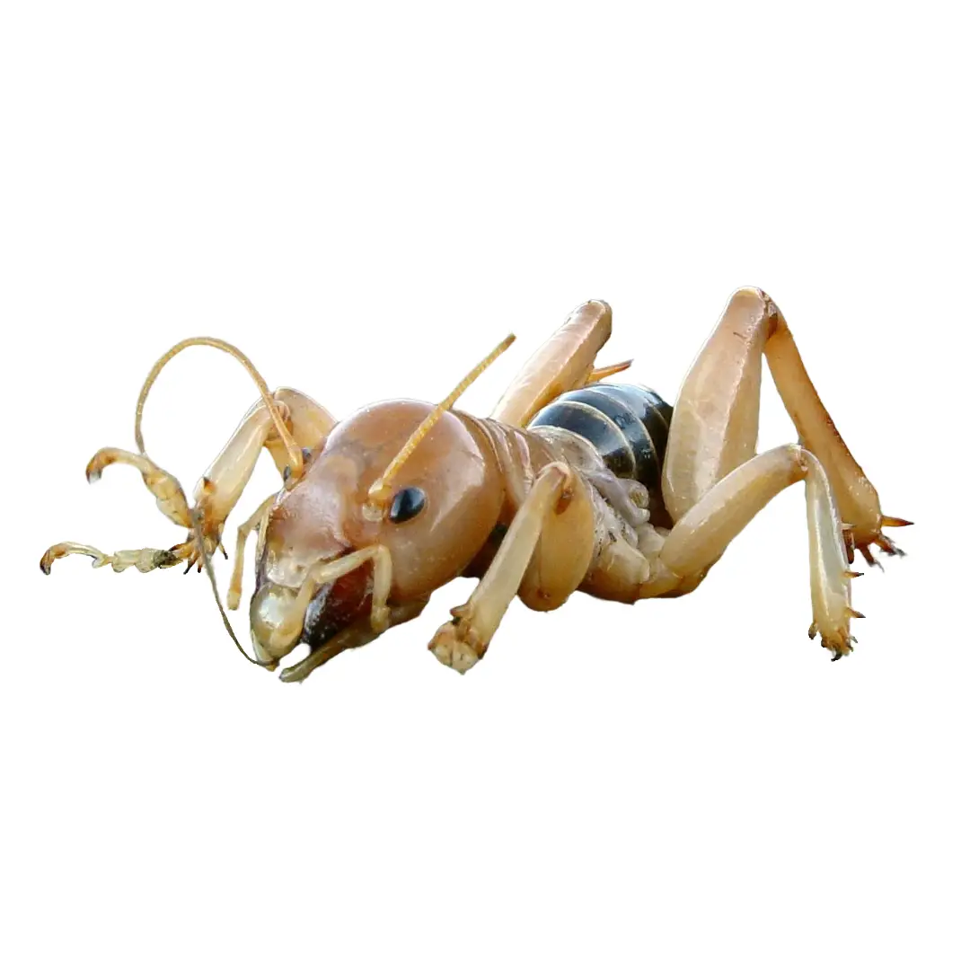 Jerusalem Crickets