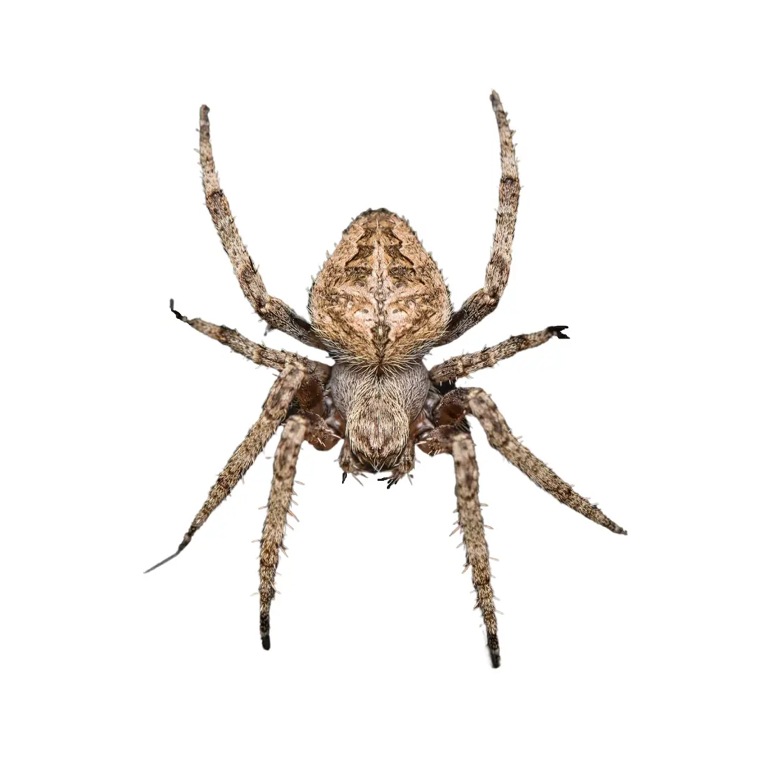 Orb Weaver Spider