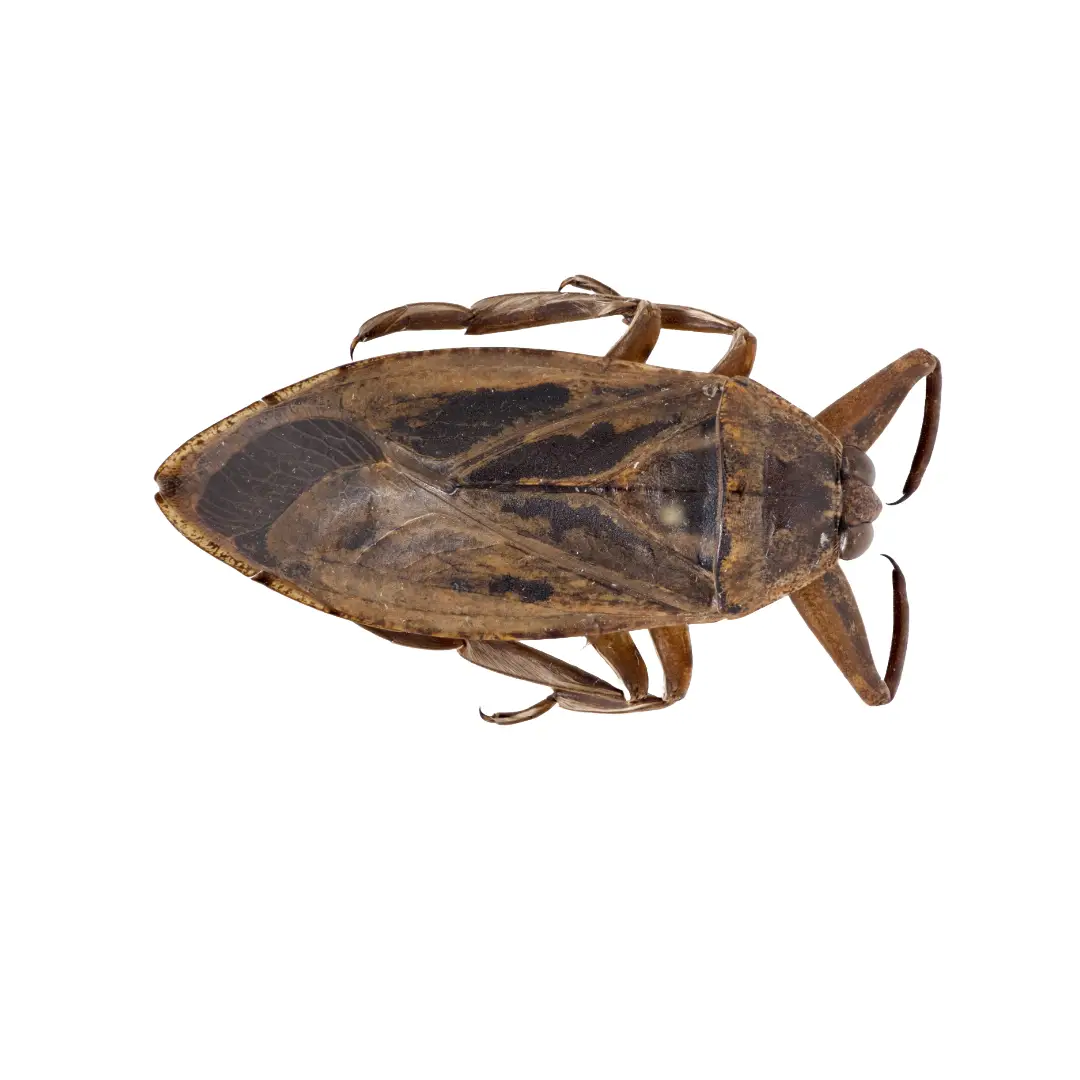 Giant Water Bug