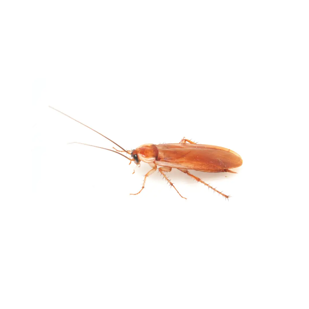 Turkistan Cockroach