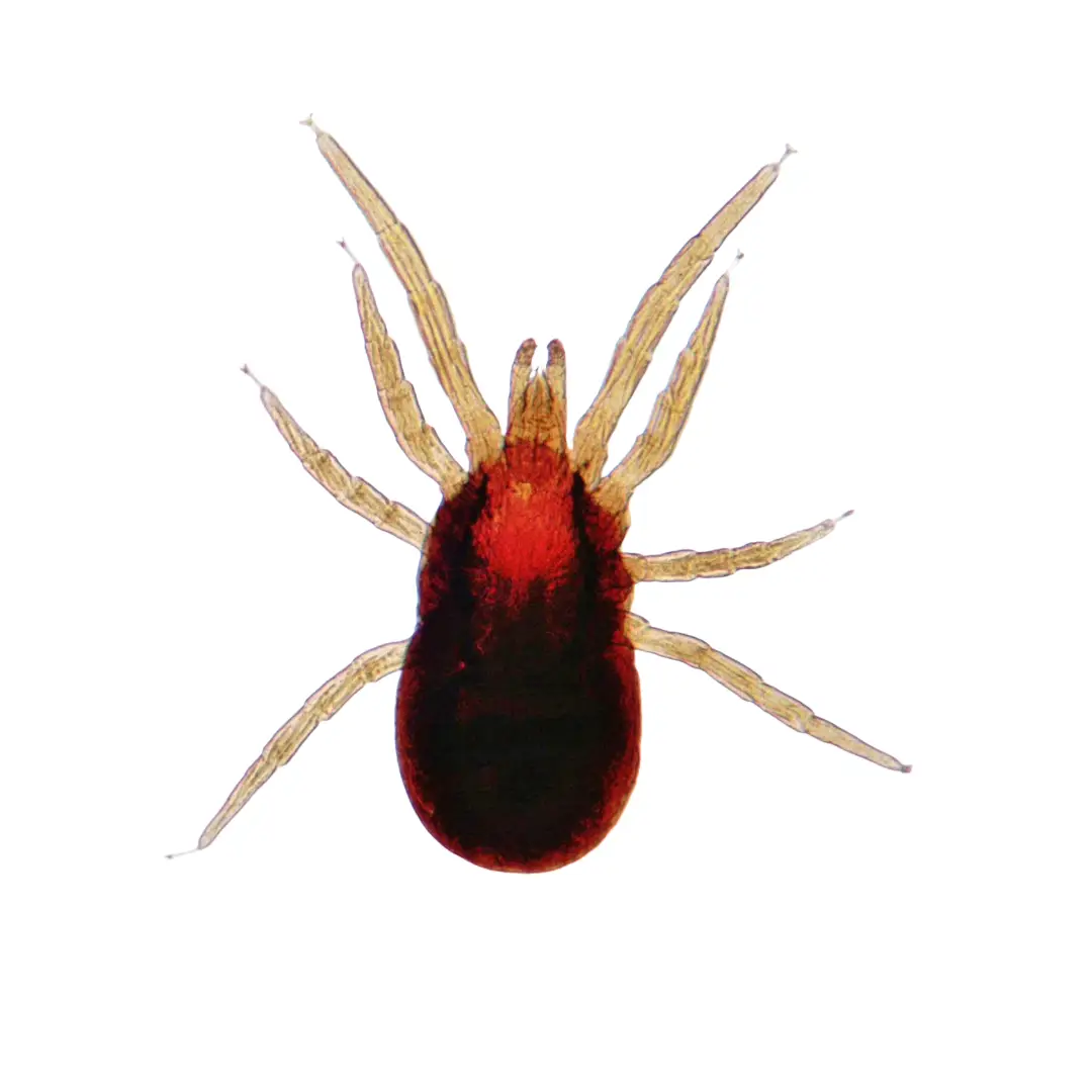 Bird Mites