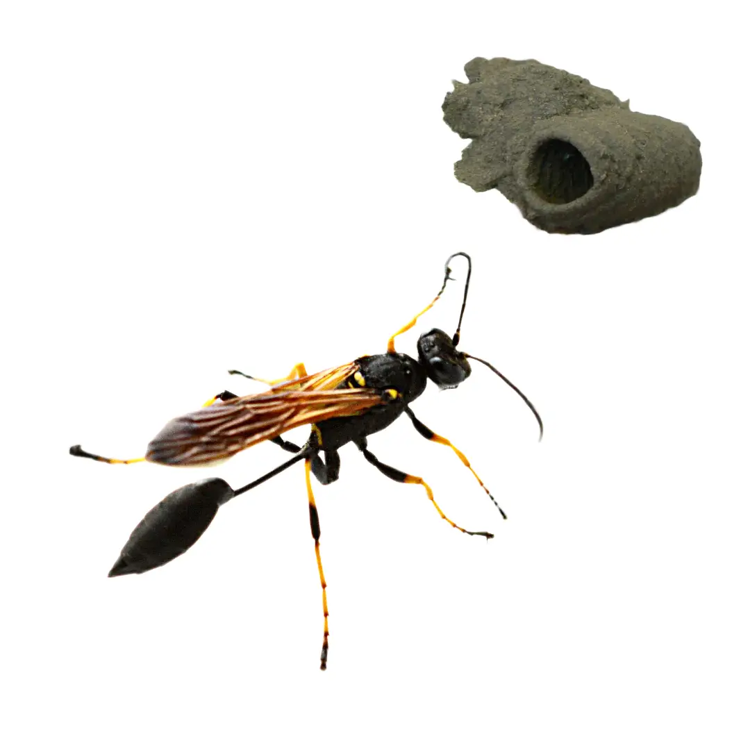 Mud Dauber Wasp