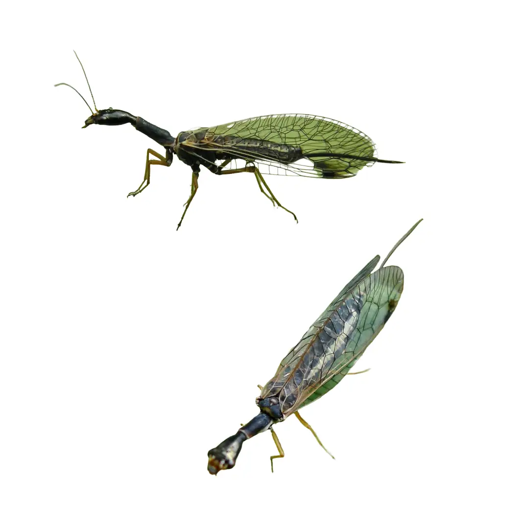 Snake Fly