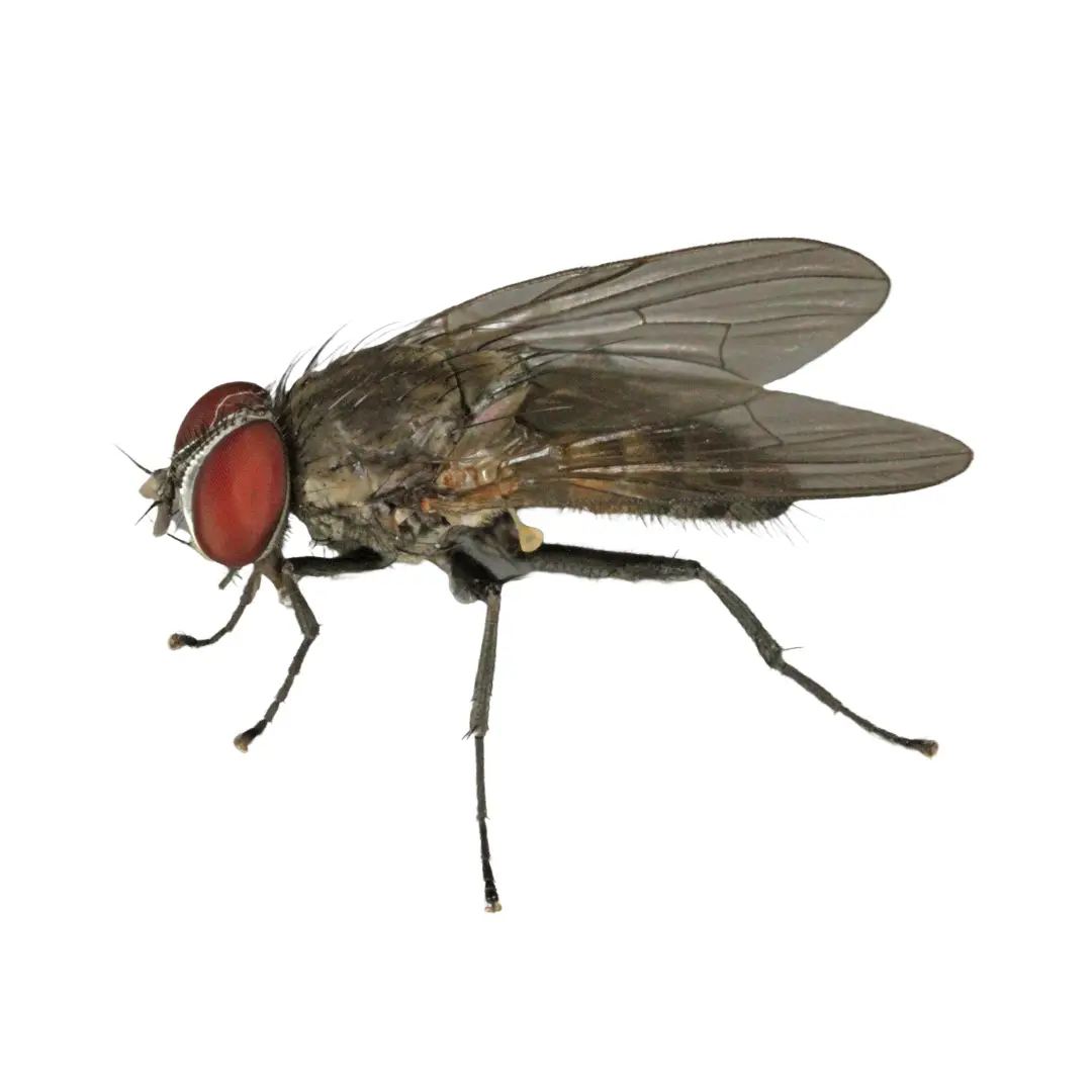 House Flies