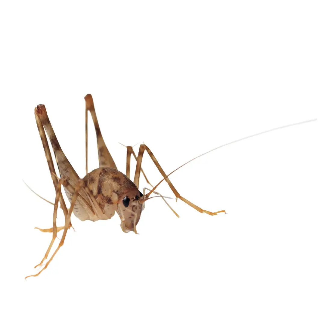 Camel Crickets