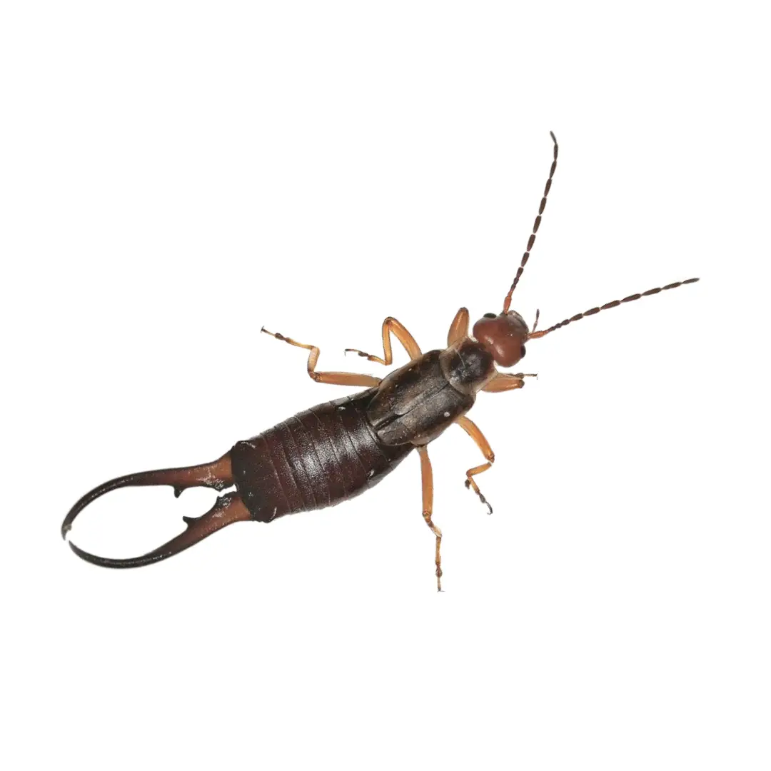 Earwigs