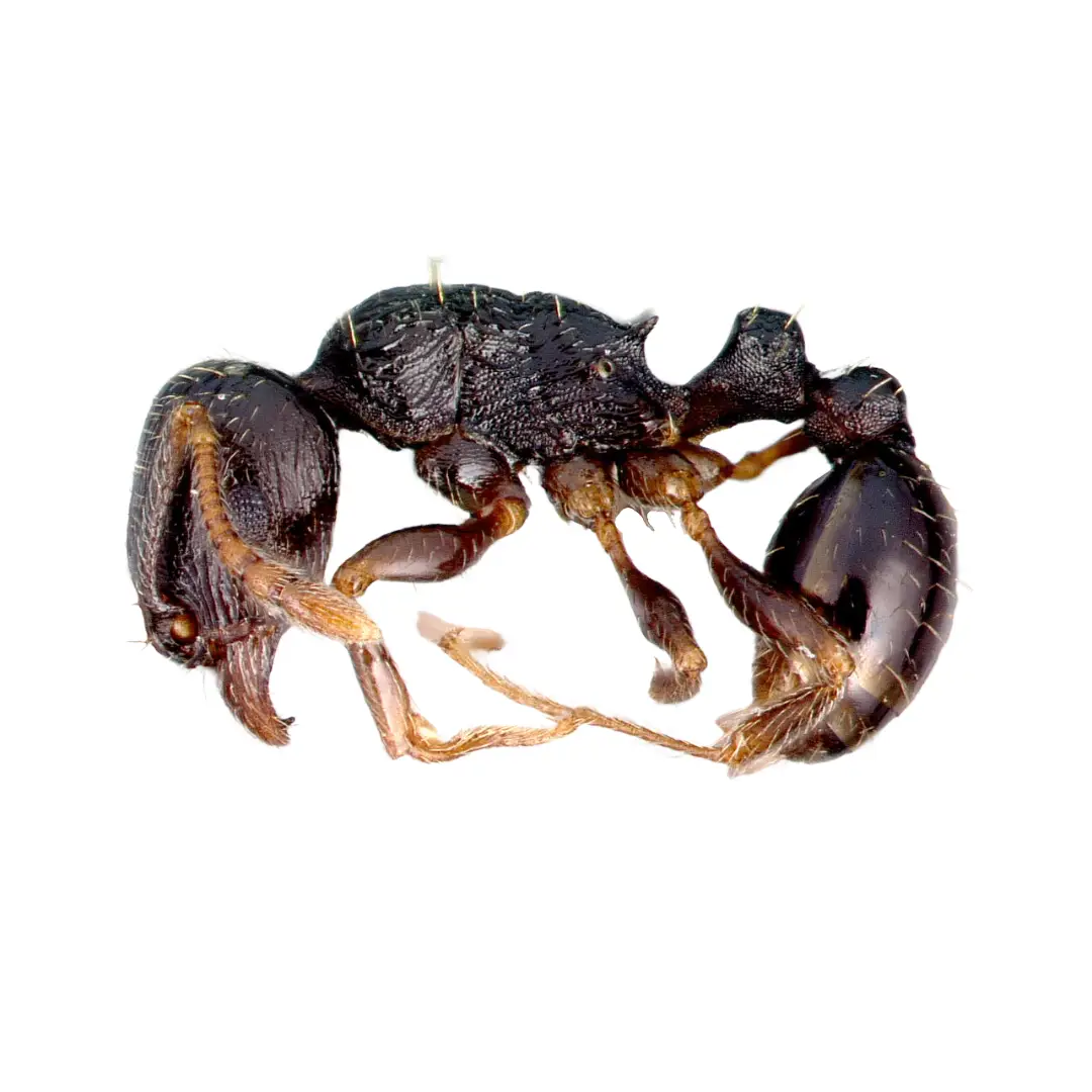 Pavement Ant