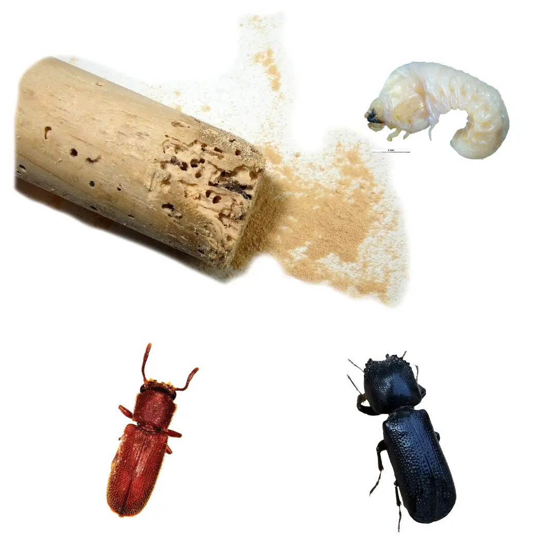 Powderpost Beetles