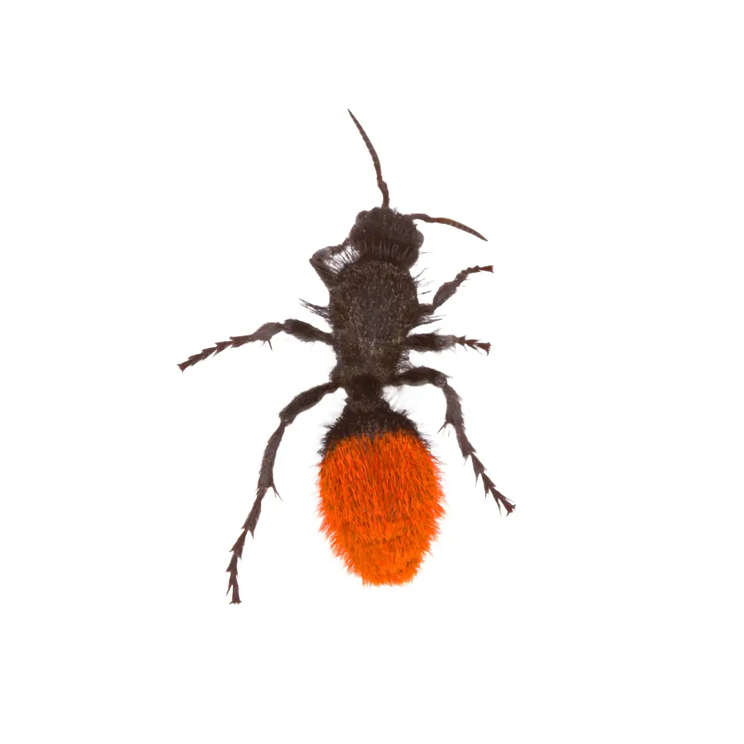 Velvet Ant