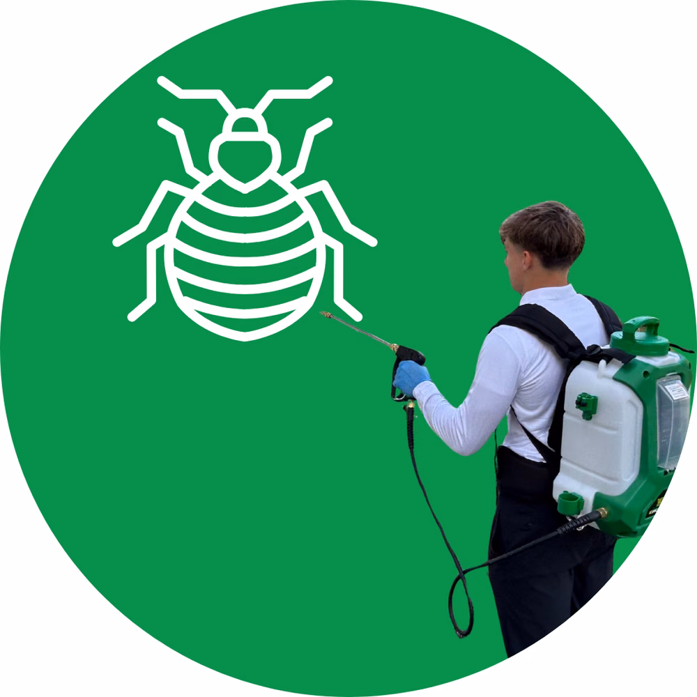 Bed Bug Extermination