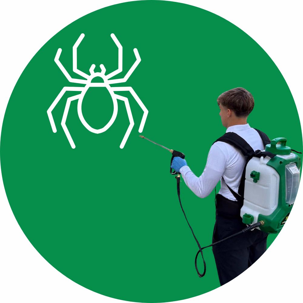 Spider Control Services