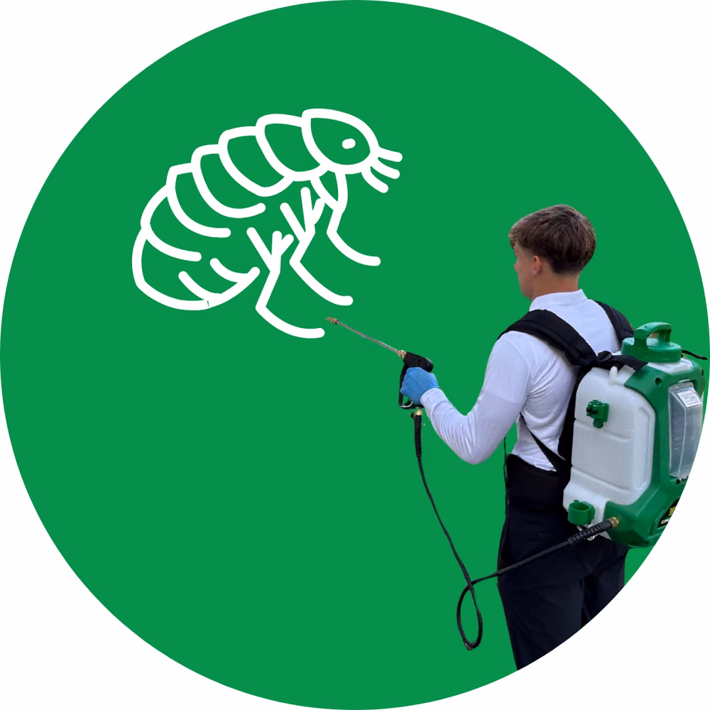 Flea Control Services
